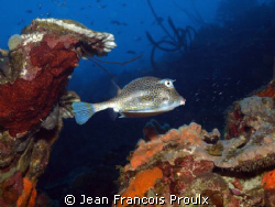 cow fish by Jean Francois Proulx 